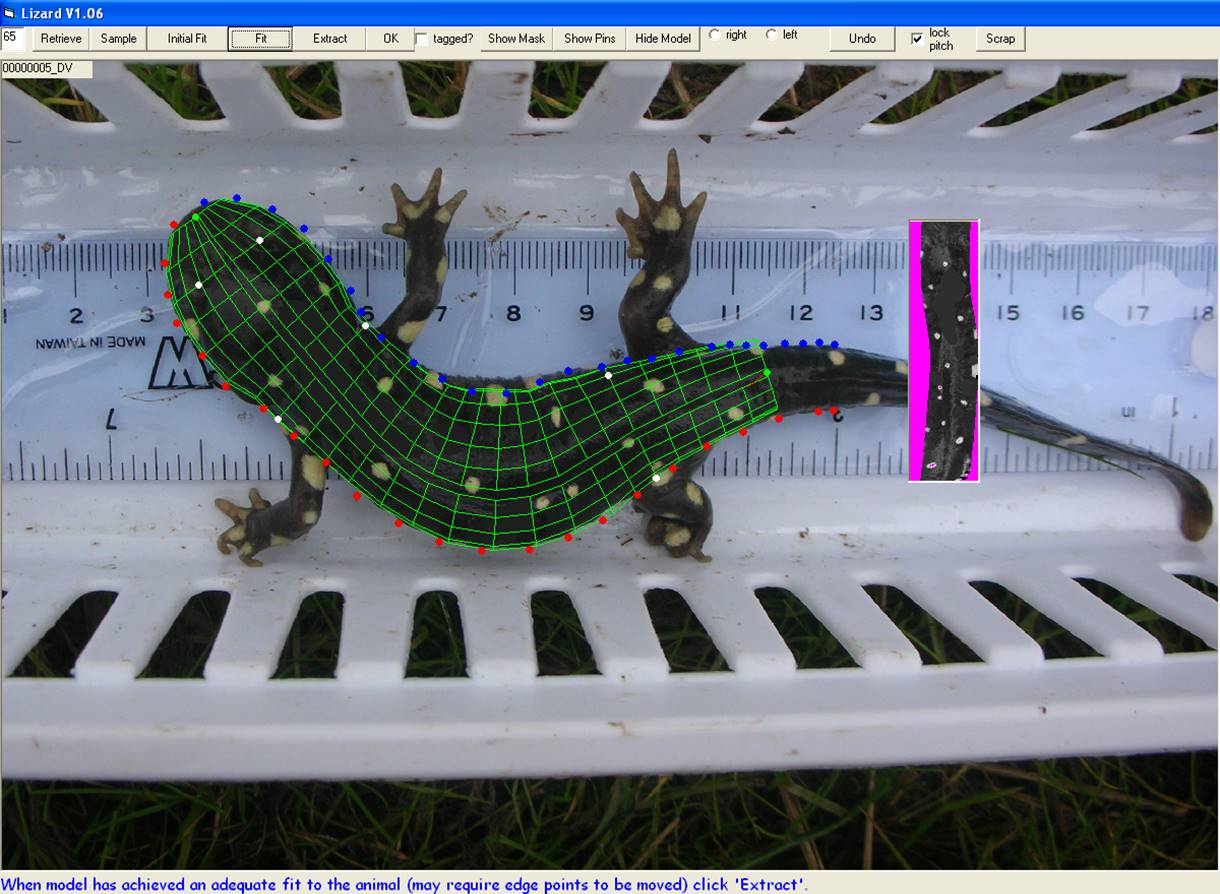 Ecology of California Tiger Salamander program image